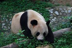 602-Guilin,panda,15 luglio 2014